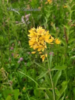 Tenella plas Oostvoorne (5jul2026)  